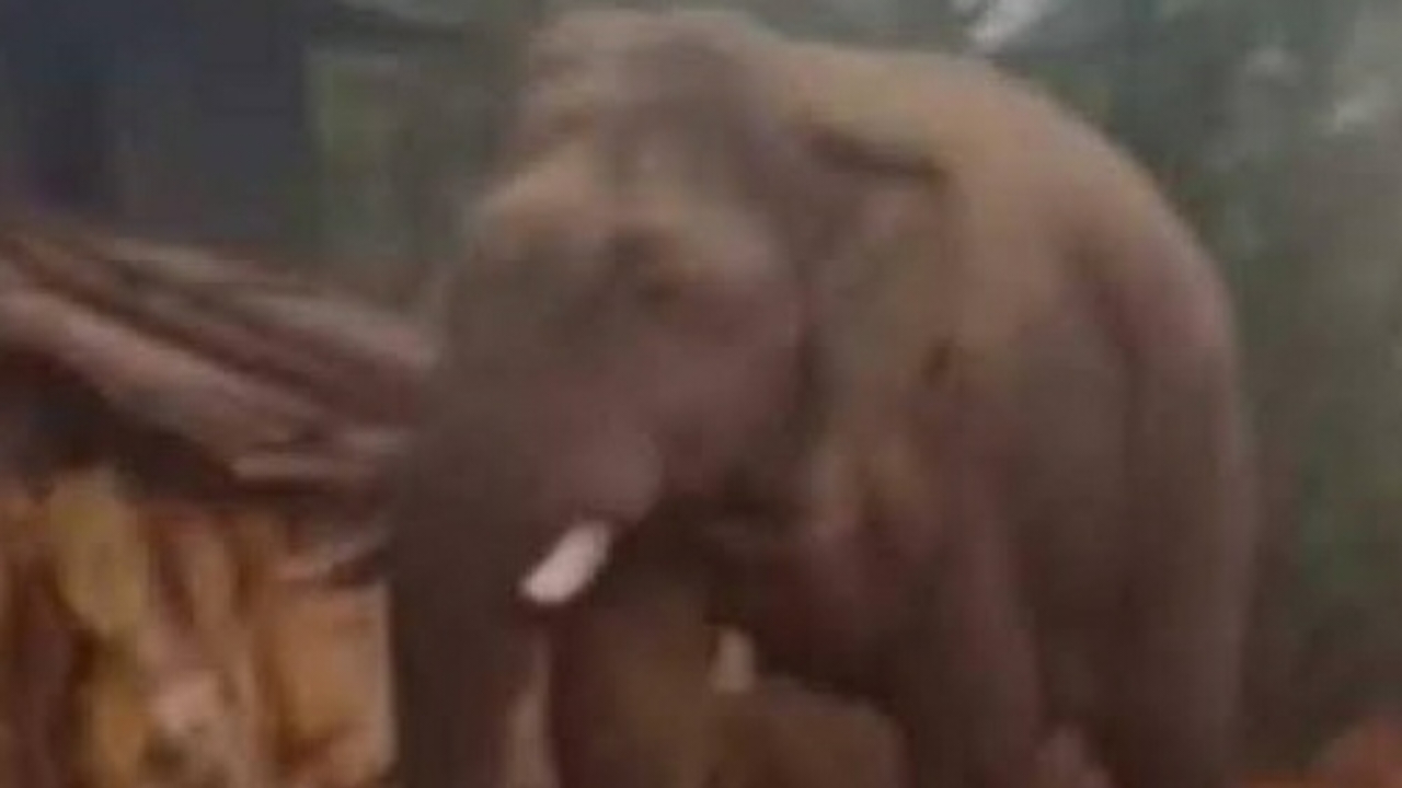 Jungle,Elephant,Truck,Food,Ramlala