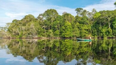 Amazon forest,dolphin,dolphin death,Lake Tefe,drought