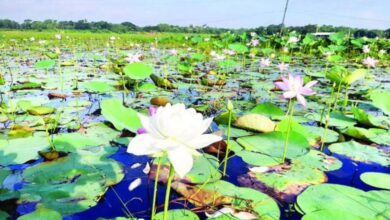 Lotus,lotus farmer,Durga Puja 2023,Birbhum