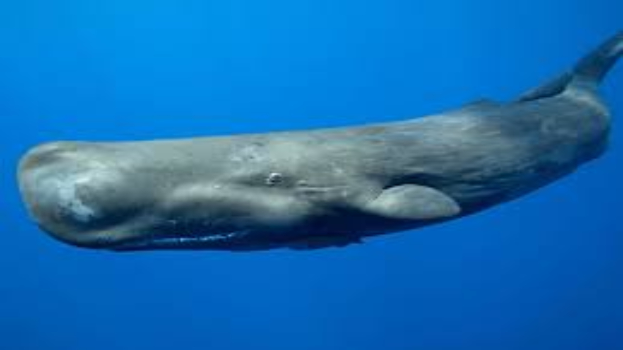sperm whale,ambergris,gold of water
