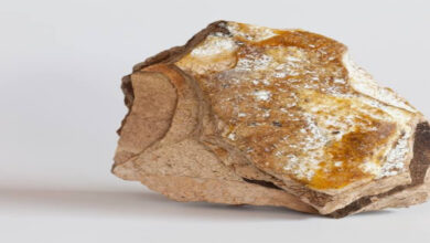 sperm whale,ambergris,gold of water