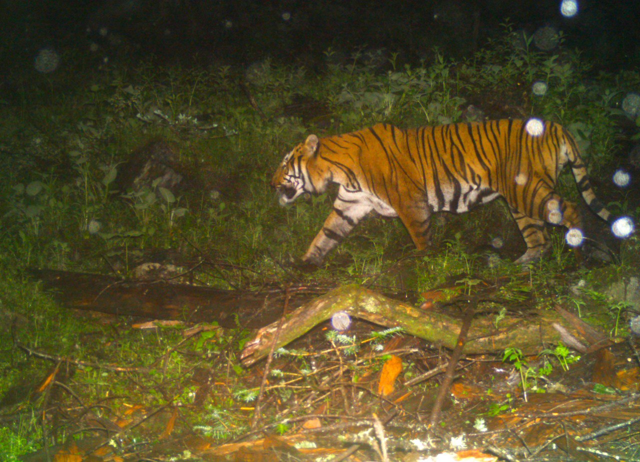 সিকিমের জাতীয় অরণ্যে রয়্যাল বেঙ্গল টাইগার,সিকিমে জাতীয় অরণ্য,পাংগাখোলা অভয়ারণ্য,বাঘের দেখা বরফ ঢাকা পাহাড়ে,বাঘের দেখা মিলল পাহাড়ে. Royal Bengal Tiger in Sikkim,royal bengal tiger,sikkim forest,pangakhola national forest,bnhm scientist,Tiger,royal bengal tiger in hills,bhutan,tiger in bhutan,tiger picture,trap camera,tiger in trap camera,royal bengal tiger in bhutan,pangolokha,pangolokha wildlife,wildlife,wildlife news,wildlife news today,tiger in bhutan today,west bengal,sikkim