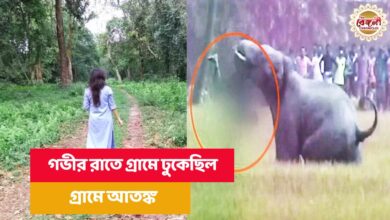 Jalpaiguri,West Bengal,Elephant,Elephant Attcked,Bangla News,Latest Bangla News,News in Bangla,Bengali News,Latest Bengali News,News in Bengali