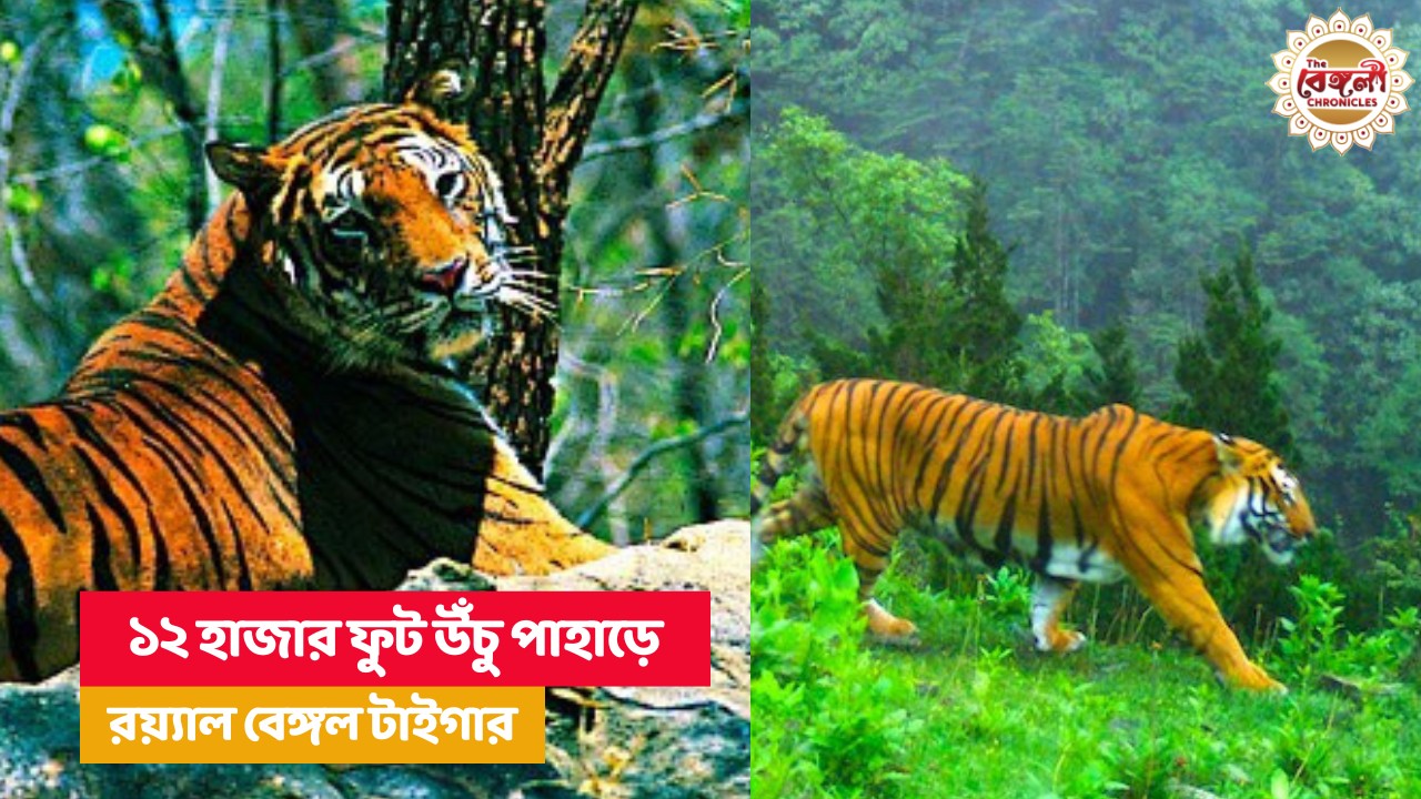 সিকিমের জাতীয় অরণ্যে রয়্যাল বেঙ্গল টাইগার,সিকিমে জাতীয় অরণ্য,পাংগাখোলা অভয়ারণ্য,বাঘের দেখা বরফ ঢাকা পাহাড়ে,বাঘের দেখা মিলল পাহাড়ে. Royal Bengal Tiger in Sikkim,royal bengal tiger,sikkim forest,pangakhola national forest,bnhm scientist,Tiger,royal bengal tiger in hills,bhutan,tiger in bhutan,tiger picture,trap camera,tiger in trap camera,royal bengal tiger in bhutan,pangolokha,pangolokha wildlife,wildlife,wildlife news,wildlife news today,tiger in bhutan today,west bengal,sikkim